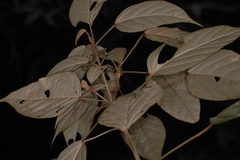 Croton malabaricus
